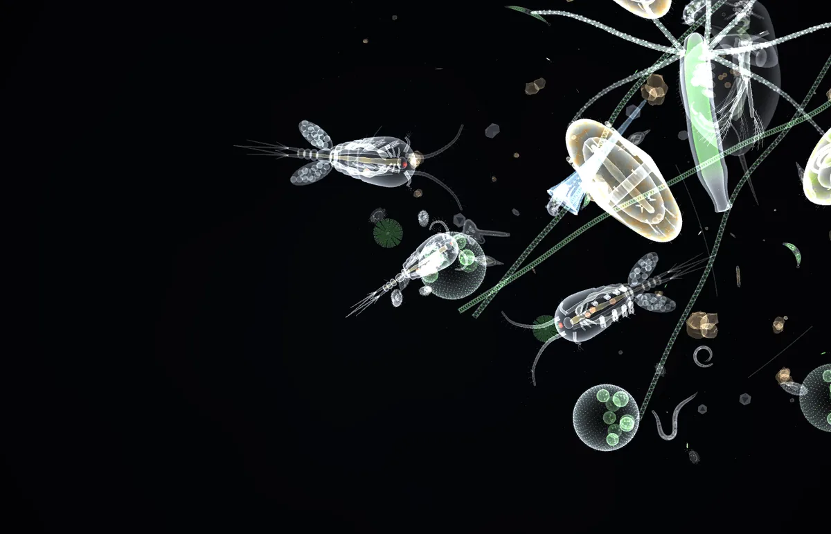 Copepods, rotifers and algae glowing white against a black background under darkfield light.