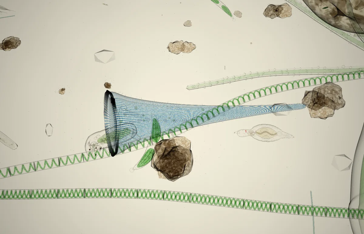 A trumpet-shaped blue Stentor stretched out among spiral filaments and bits of detritus.