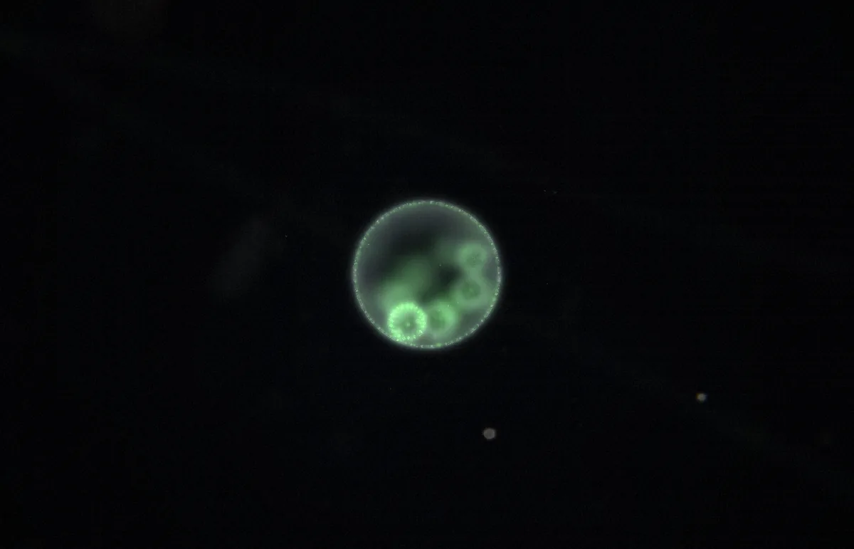 A single Volvox colony, a hollow green sphere with daughter colonies inside, on a black background.